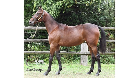 1-vuotias ravurivarsa Gucci