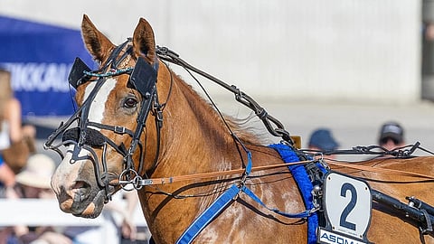 Ruunaruhtinas Stallone