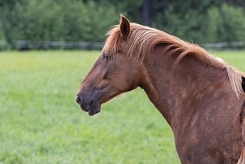 Missä on eniten suomenhevosia?