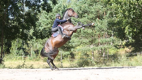 Rivendell's First Hero osaa kaikenlaista. Kuten seistä pyydettäessä tällä lailla kahdella jalalla. 