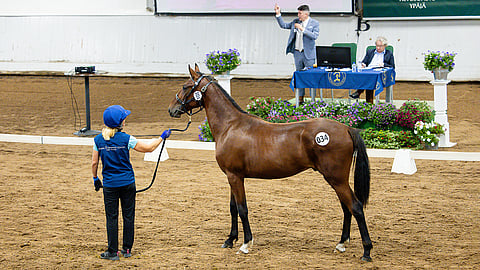 Ypäjällä on nähtävillä hieno kattaus lämminveristen kotimaisesta 1-v. ikäluokasta, sekä myös 15 laadukasta suomenhevosvarsaa. 
Kuvan Sahara Gangster huutokaupattiin Ypäjällä syyskuussa 2024.