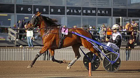 Quite A Lover menestyi mainiosti kilparadoilla.