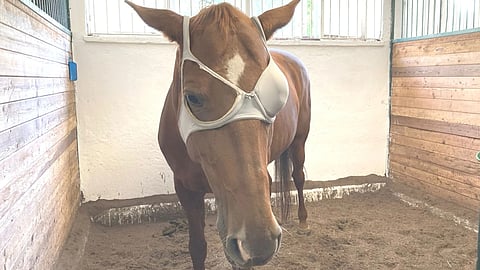 Hevosenomistaja askarteli käsillä olevista tarvikkeista hevoselleen silmäsuojan. 