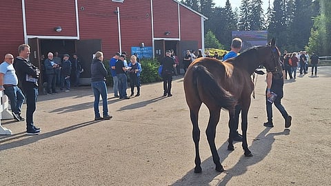 Yleisö seuraa, kun myyjät esittelevät varsoja huutokauppa-alueen pihalla.