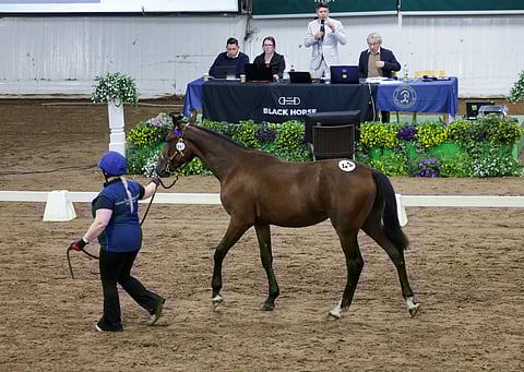 Patrich Matchin hinta nousi 31 500 euroon.