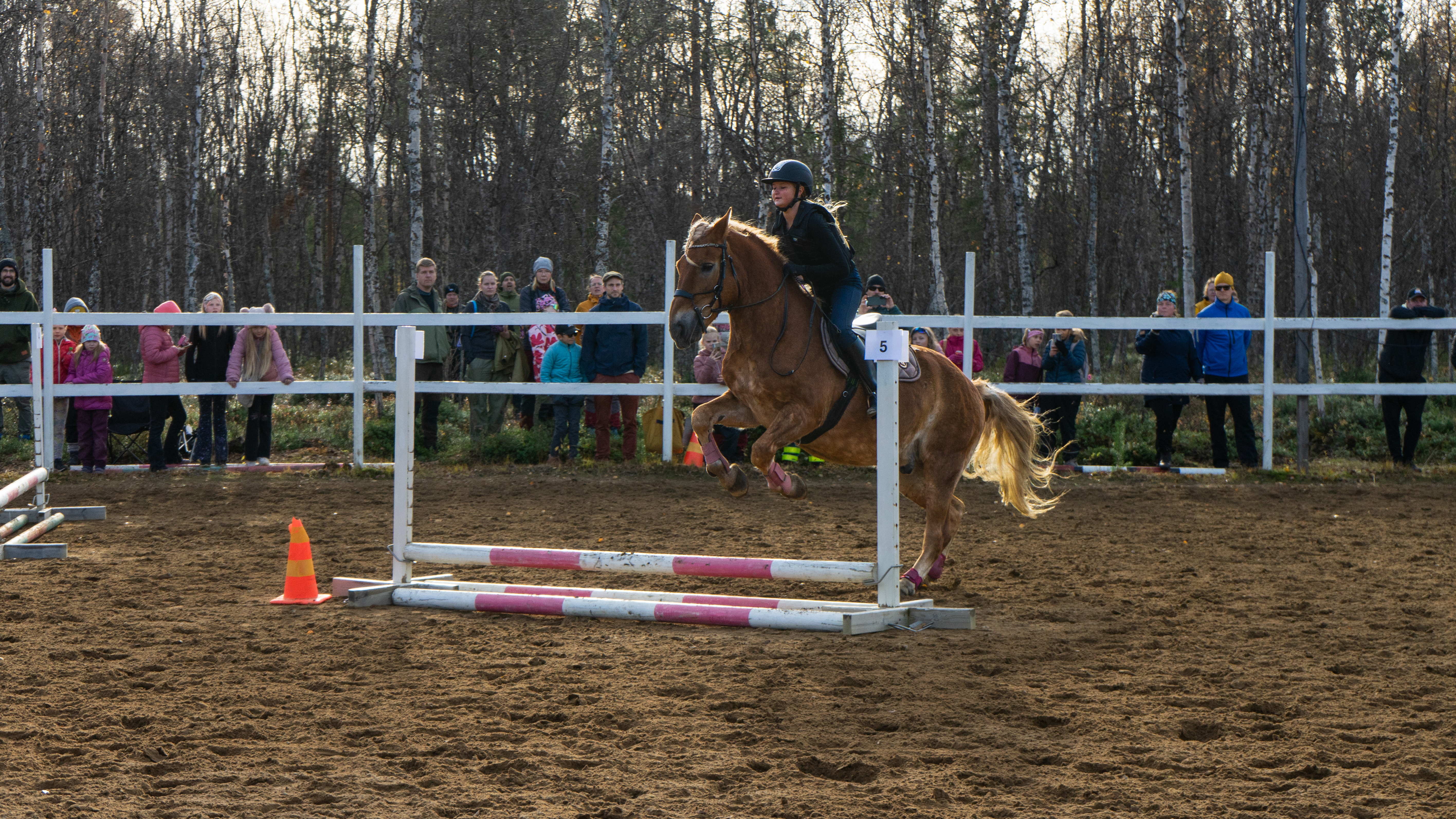 Tinja Myllynen ja Manimani hakivat kilpailukokemusta Ivalon esteratsastuskisoista.