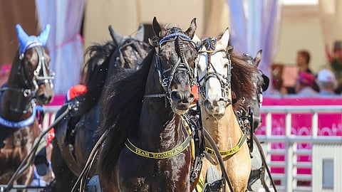 Grislefaksen G.L. on etukäteen V.G. Voiton kovin  haastaja. Taustalla vasemmalla oleva Stumne Fyr on myös tottunut Suomen-kävijä.