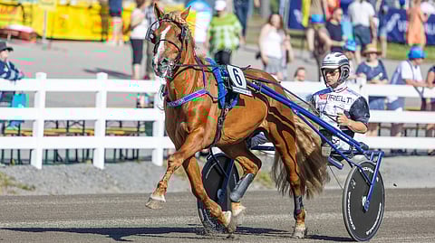 H.V. Tuuri kilpaili useita vuosia suomenhevoshuipulla.