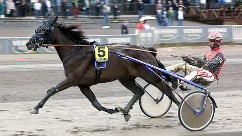 Stonecapes Yam on lupaava 3-vuotias.