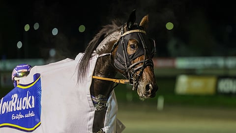 Prasutagus Secret voi olla karsintaesityksen perusteella finaalin jokerikortti. 