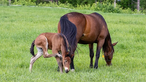 Ikäluokat pienenvät ja se vaikuttaa koko ravialaan.