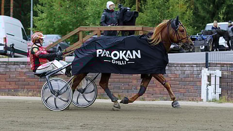 Suvipotti, Tapio Perttunen