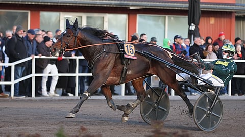 Massimo Hoist on Porin St. Legerin juhlittu sankari toista vuotta peräkkäin. 