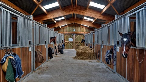 Ylläpitoon annetusta hevosesta kannattaa tehdä hallintaoikeuden siirto omistajarekisteriin