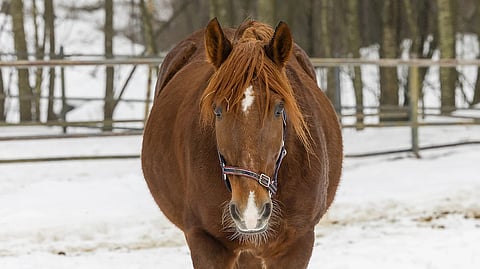 Hexan Voksu tutkii tarhassaan tarkkaan pihan tapahtumia. Hexan Voksun 24,3ake kilpaili uransa Kimmo Niemelällä.