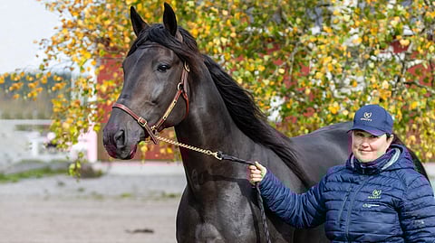 Derby-voittaja Crepe Match on Gisela Koivun elämän hevonen.