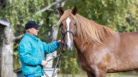 Henkinen, Vesa Lipsanen