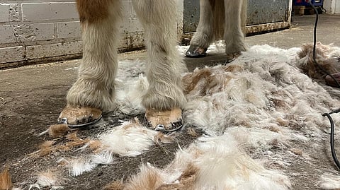 Klippauksella haetaan helpotusta nimenomaan hevoselle, vaikka toimintatapoihin vaikuttaa myös hoitajan opit sekä mieltymykset.