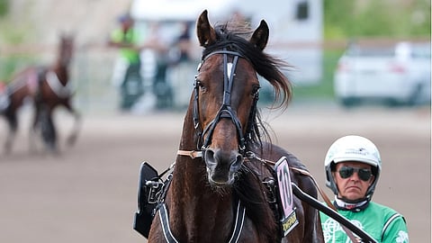 President Lindy, Niko Jokela