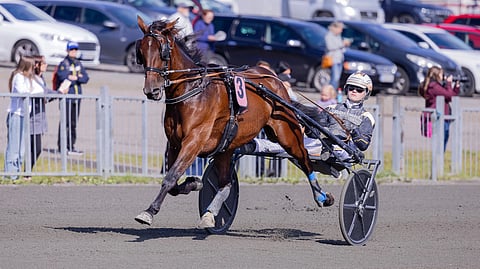 Dozen Of Oysters kilpailee torstaina Vincennesissä.