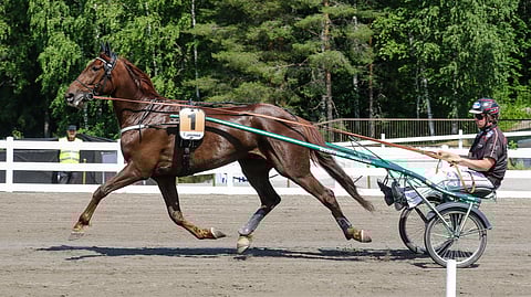 Majestic Man on voittanut urallaan 12 kertaa.