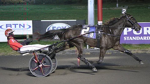 Meadowlandsin ravirata