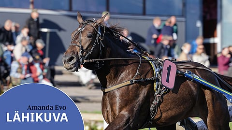 Amanda Evo kilpailee lauantaina tammadivisioonassa lähdössä kuusi.