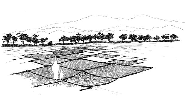 Ricefields