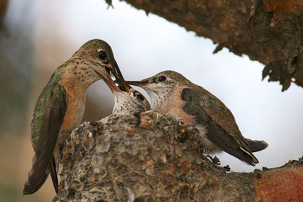 Motherbird