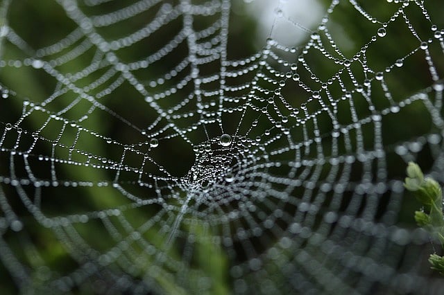 Web of control