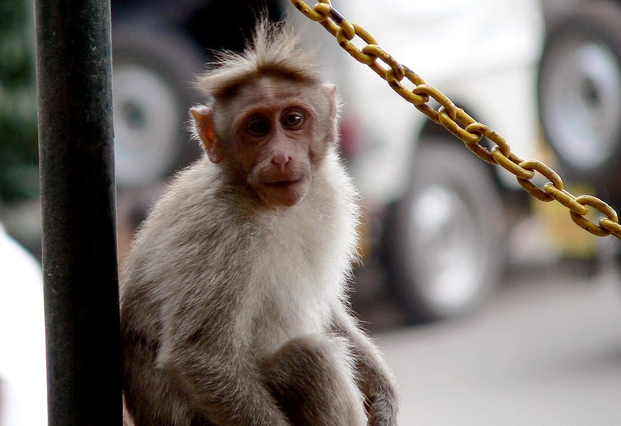 The astrologer’s monkey