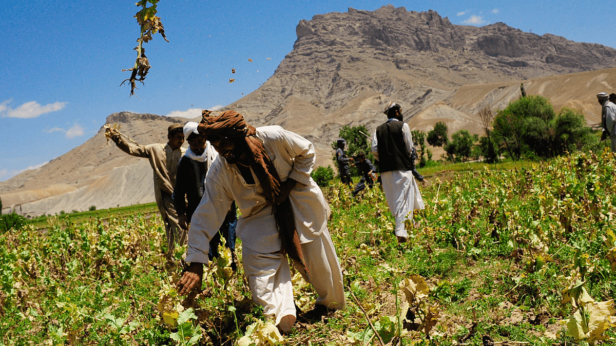 Poppies and power in Afghanistan