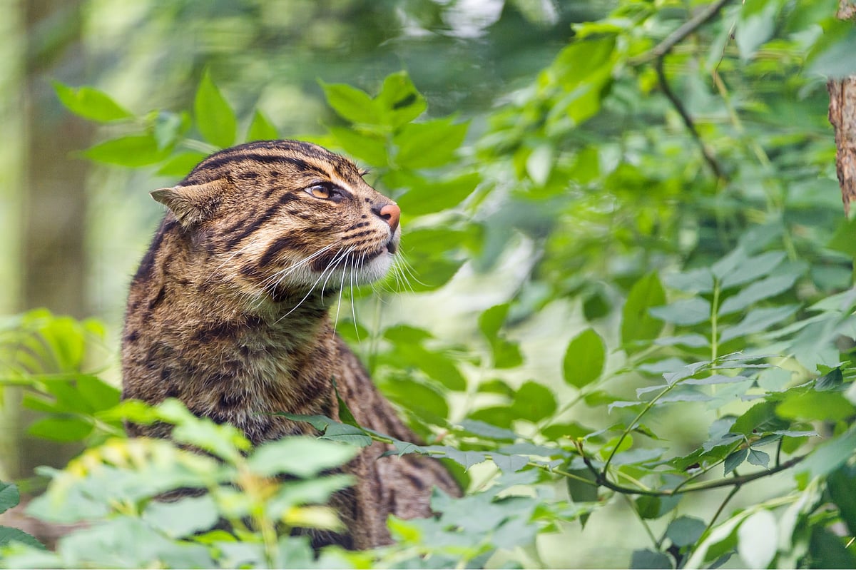 How the fishing cat became a symbol of wetland conservation in Sri Lanka