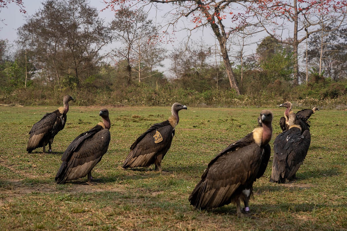 How Nepal is bringing vultures back from the brink