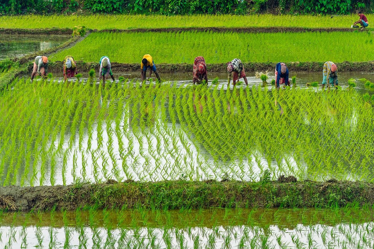 Crisis in India’s bread basket