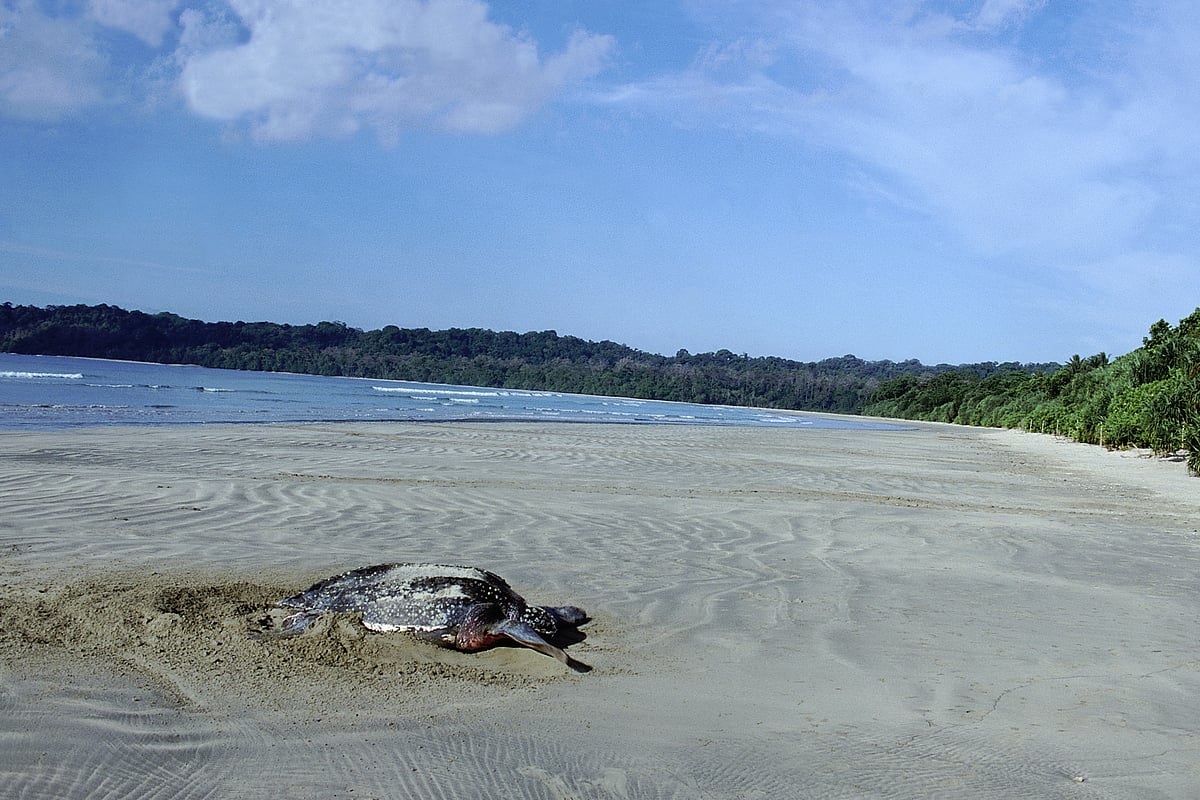 A Giant Leatherback Turtle laying its eggs on a beach within a bay on the Great Nicobar Islands. In view is foliage along the
