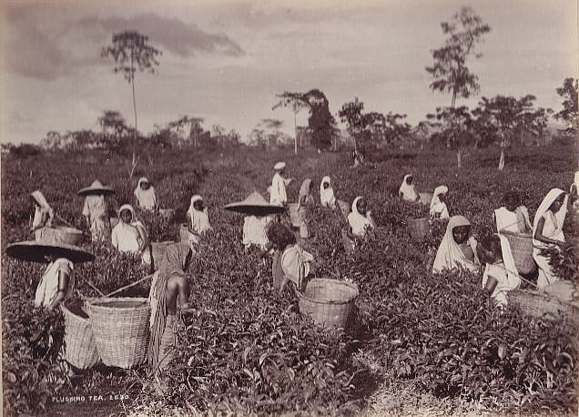 A vintage black and white photograph showing Assamese women plucking tea. Some of the women are wearing wide-brimmed hats, ot
