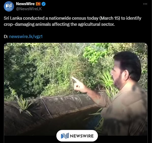Sri Lanka's Deputy Minister of Agriculture Namal Karunarathne participating in an animal census requiring people to spot peacocks, monkeys and squirrels within five minutes