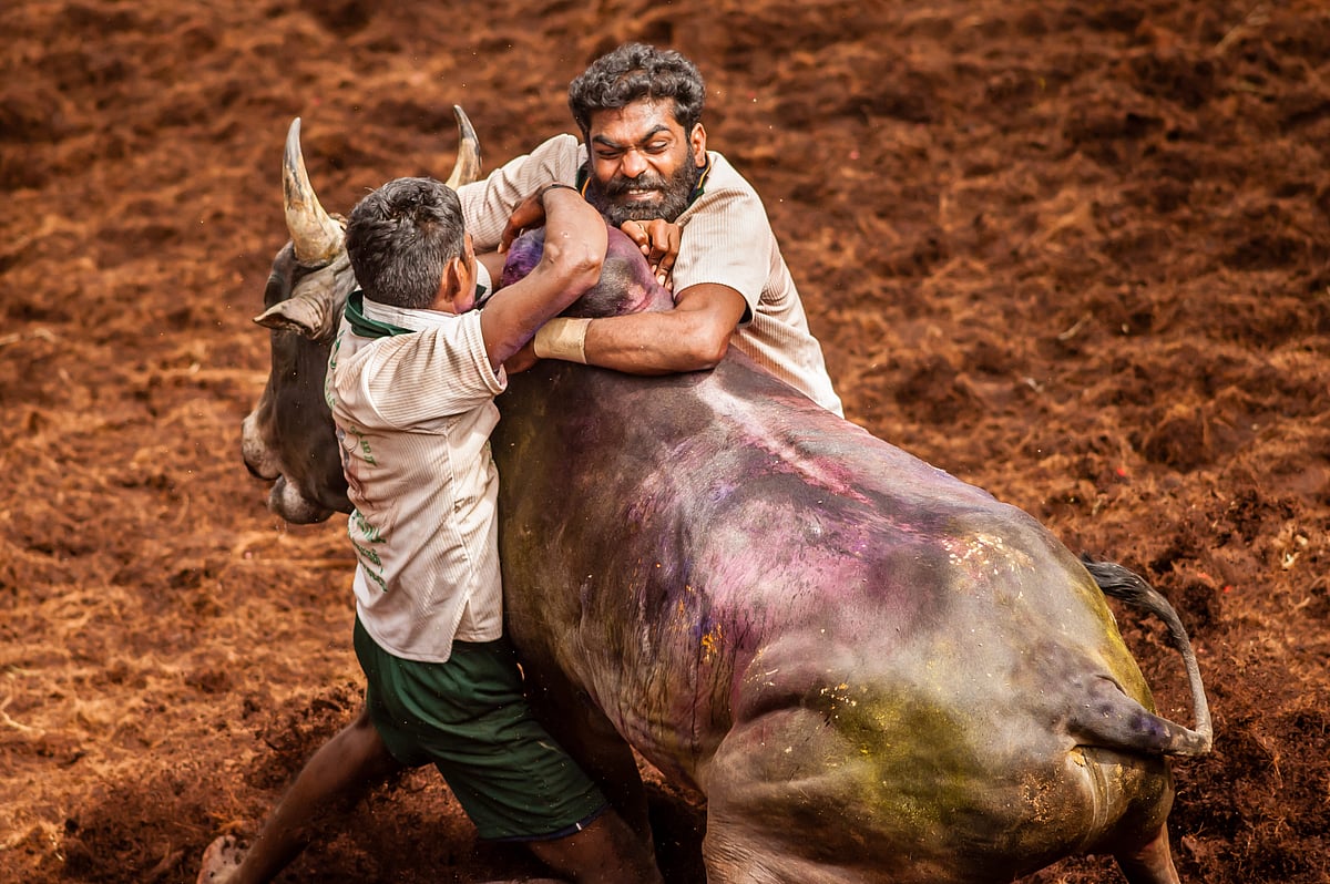 Two men grip the hump of a bull at a Jallikattu event, a bull-taming sport in Tamil Nadu. The background shows the ground of 