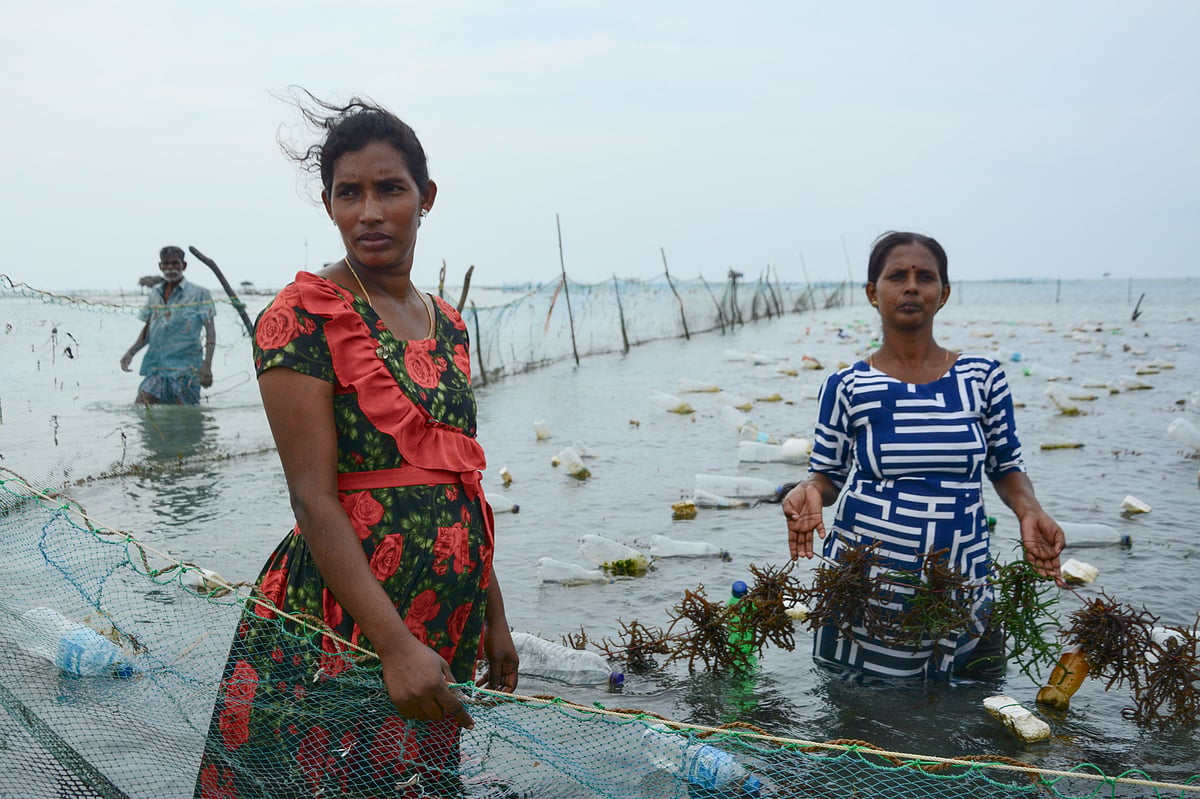 Two women seaweed farmers in Vallappadu, Pooneryn. Women in Sri Lanka's north working in food production such as seaweed bear