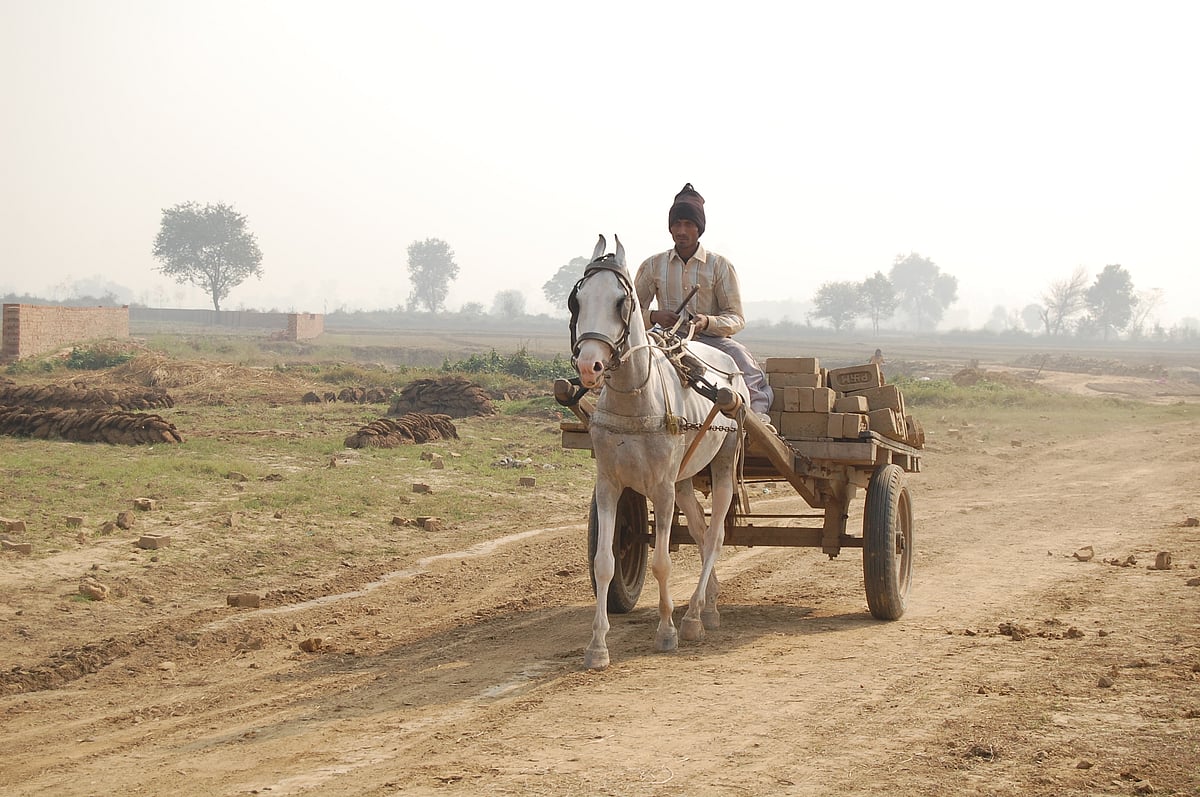 Photo of a man on a horse-driven cart carrying bricks. The horse is wearing blinkers. In the background is an arid landscape with sparse trees.