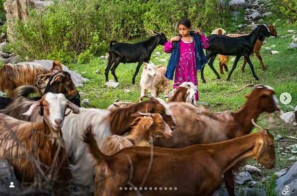 Photo of a girl wearing a pink kurta and blue shawl. She is surrounded by goats and appears to be in a green grassy field.