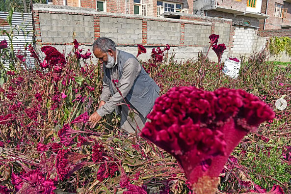 Photo of a man in a gray shalwar kameez plucking red cockscomb flowers. In the backdrop a gray brick wall can be seen.