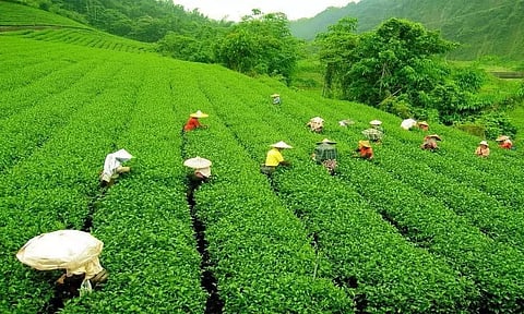 विशेषज्ञों द्वारा प्रयोगशाला परीक्षण बंगाल, पूर्वोत्तर में उत्पादित चाय के बारे में सुरक्षा संबंधी चिंताओं को दूर किया जा रहा हैं