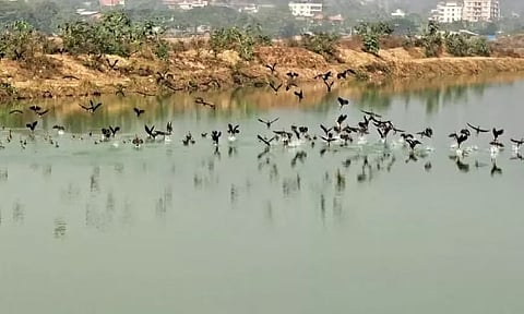 दीपोर बील में 97 प्रजातियों के 26,000 से अधिक पक्षी देखे गए