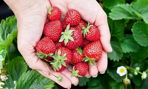 युवावस्था में रोजाना स्ट्रॉबेरी खाने से बाद में डिमेंशिया का खतरा कम हो सकता है: अध्ययन