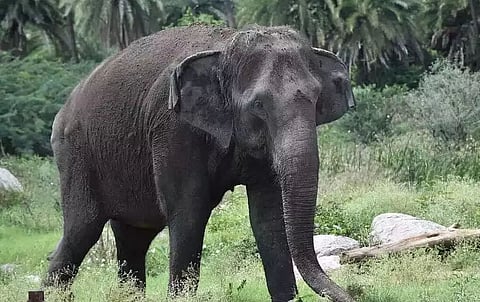 असम: चिरांग में हथिनी ने मानव बस्ती में बछड़े को जन्म दिया