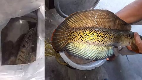 असम: हाल ही में डिब्रूगढ़ हवाई अड्डे पर चन्ना बरका मछली की जब्ती को एक अफवाह करार दिया गया