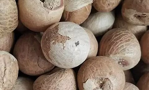 म्यांमार से तस्करी, पूर्वोत्तर में सुपारी व्यापार पर प्रतिबंध