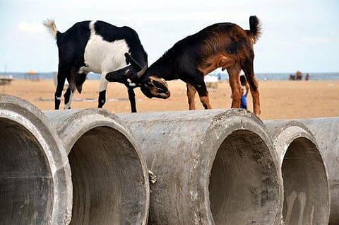 'ஆடு'களம் புகைப்படக் கதை    (படம் :  ஸ்ரீபரத்)